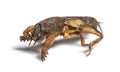 Dead European mole cricket, isolated Royalty Free Stock Photo