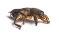 Dead European mole cricket, isolated Royalty Free Stock Photo