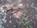 DEAD FALLEN LEAVES AROUND EXPOSED TREE ROOTS ON THE GROUND Royalty Free Stock Photo