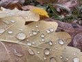 Dead fallen oak leaf with water drops on green grass in early autumn Royalty Free Stock Photo