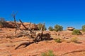 Dead Fallen Tree At Canyon De Chelle, Arizona