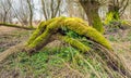 Dead fallen tree covered with moss Royalty Free Stock Photo