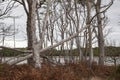 Dead fallen trees at Benacre, Suffolk, England Royalty Free Stock Photo