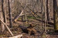 Uprooted trees in forest after storm and drought photographed with high depth of field