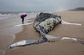 Dead Female Humpback Whale on Fire Island, Long Island, Beach, with Sand in Foreground and Atlantic Ocean in Background