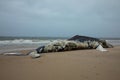 Dead Female Humpback Whale on Fire Island, Long Island, Beach, with Sand in Foreground and Atlantic Ocean in Background