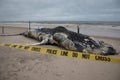 Dead Female Humpback Whale including Tail and Dorsal Fins on Fire Island, Long Island, Beach, with Sand in Foreground and Houses i