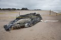 Dead Female Humpback Whale including Tail and Dorsal Fins on Fire Island, Long Island, Beach, with Sand in Foreground and Houses