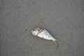 Dead Fish Royalty Free Stock Photo