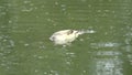 Dead fish adrift in a pond water with poplar fluff on surface