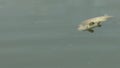 Dead fish adrift in a pond water with poplar fluff on surface