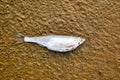 Dead fish on the background of sand close-up Royalty Free Stock Photo