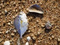 Dead fish on the beach, Close up and Macro shot, Sea environmental pollution concept Royalty Free Stock Photo