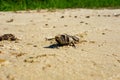 Dead fish h from contaminated water, pollution and ecological disaster Royalty Free Stock Photo