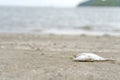 Dead fish on the beach and dirty Royalty Free Stock Photo