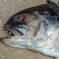 Dead fish on the beach Royalty Free Stock Photo