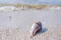 Dead fish on the beach. Water pollution concept Royalty Free Stock Photo