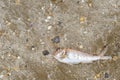 Dead fish on the beach near the sea Royalty Free Stock Photo