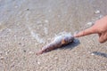 Dead fish on the beach. Water pollution concept Royalty Free Stock Photo