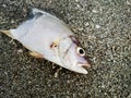 Dead fish on the beach. Water pollution concept Royalty Free Stock Photo