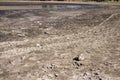 Dead fish bodies near a dried out lake bed. Not enough water to support life