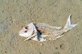 Dead fish carcas on beach Royalty Free Stock Photo