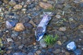 dead fish carcass laying on the bank of a river Royalty Free Stock Photo