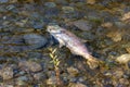 dead fish carcass laying on the bank of a river Royalty Free Stock Photo