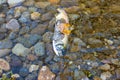 dead fish carcass laying on the bank of a river Royalty Free Stock Photo