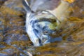 dead fish carcass laying on the bank of a river Royalty Free Stock Photo