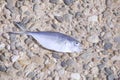 a dead fish on a cobblestone road Royalty Free Stock Photo