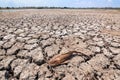 dead fish on cracked earth at drought lake heat in concept global warming