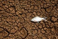 Dead fish on cracks in the ground. environment, Royalty Free Stock Photo
