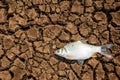 Dead fish on cracks in the ground. environment, Royalty Free Stock Photo