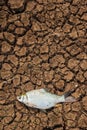 Dead fish on cracks in the ground. environment, Royalty Free Stock Photo
