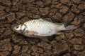Dead fish on cracks in the ground. environment, Royalty Free Stock Photo