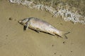 Dead fish, detailed natural scene Royalty Free Stock Photo