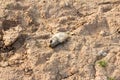 Dead fish on drought land Royalty Free Stock Photo