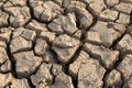 Dead fish on drought land Royalty Free Stock Photo