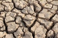 Dead fish on drought land Royalty Free Stock Photo