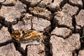 Dead fish dry land global warming crisis Royalty Free Stock Photo