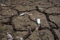 Dead fish, dry land, World Disaster, Cracked ground background Royalty Free Stock Photo