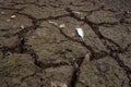 Dead fish, dry land, World Disaster, Cracked ground background Royalty Free Stock Photo