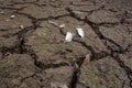 Dead fish, dry land, World Disaster, Cracked ground background Royalty Free Stock Photo