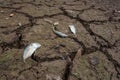 Dead fish, dry land, World Disaster, Cracked ground background Royalty Free Stock Photo