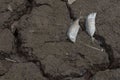 Dead fish, dry land, World Disaster, Cracked ground background Royalty Free Stock Photo