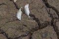 Dead fish, dry land, World Disaster, Cracked ground background Royalty Free Stock Photo