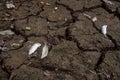 Dead fish, dry land, World Disaster, Cracked ground background Royalty Free Stock Photo