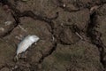 Dead fish, dry land, World Disaster, Cracked ground background Royalty Free Stock Photo