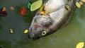 Dead fish and fallen leaves floating on planktonic algae water